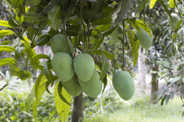 新鲜的青芒果挂在花园里的芒果树上图片下载