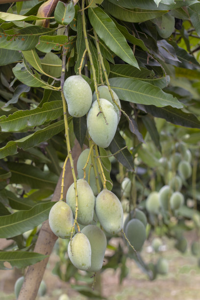 孟加拉芒果树上的芒果特写。绿色新鲜的芒果串从树上图片下载