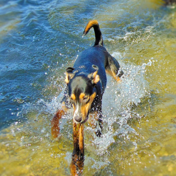 狗在湖里玩图片下载