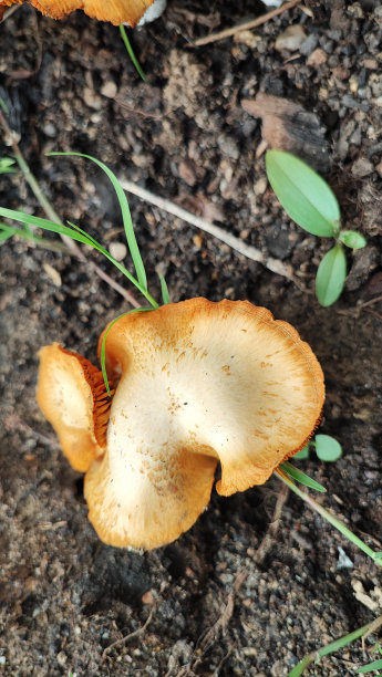 木材真菌图片下载