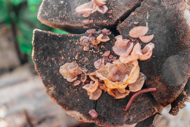 木材真菌图片下载