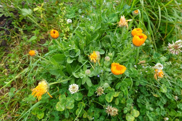 金盏花药用植物，桔黄色和黄色的金盏花，金盏花在花园里的花，金盏花的栽培，金盏花的种子图片下载