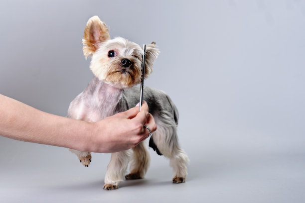一位手持梳子的妇女正在照顾一只约克夏梗犬图片下载