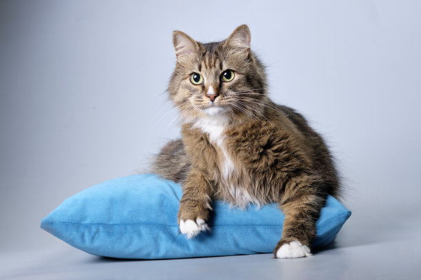 一只漂亮的猫躺在枕头上看着镜头图片下载