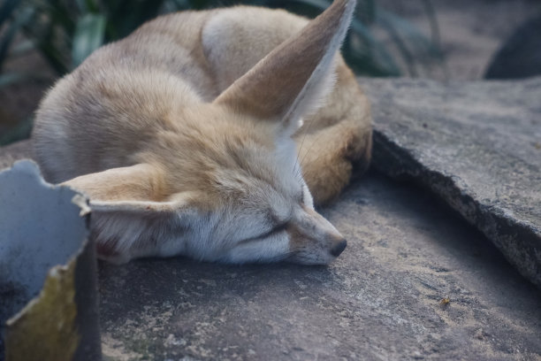 下午在岩石上睡觉的耳廓狐的选择性聚焦。图片下载