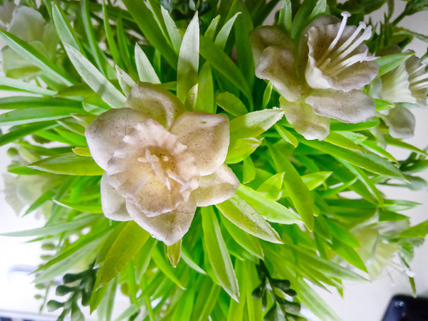 白玫瑰塑料花的特写照片图片下载