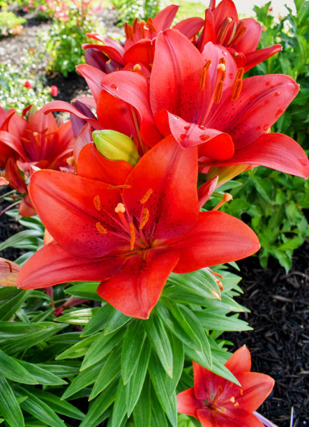 花束之美图片下载