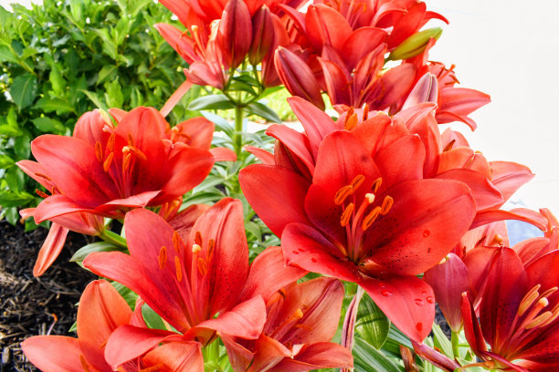 红色的拉丁礼花大爆炸图片下载