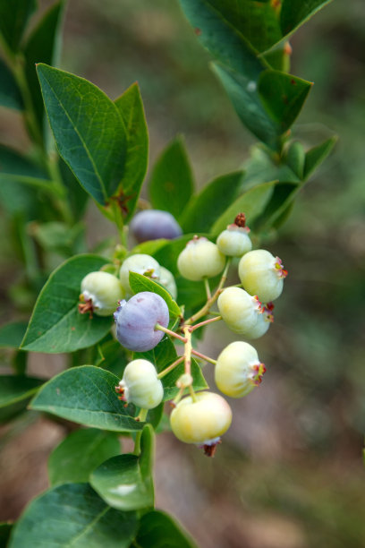 蓝莓丛近景，蓝莓。蓝莓在灌木上成熟图片下载