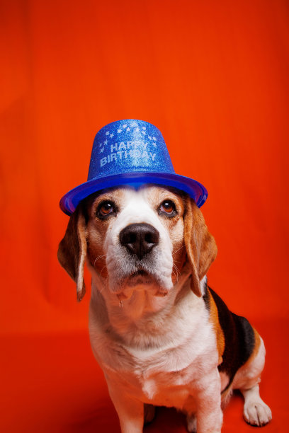 比格犬纯种狗在摄影棚里拍照图片下载