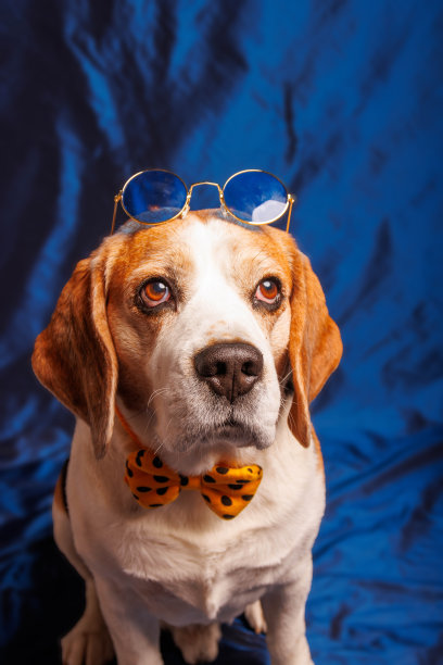 比格犬纯种狗在摄影棚里拍照图片下载