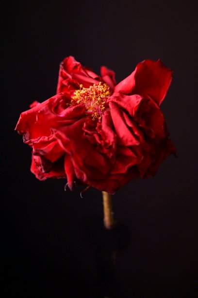 美丽的背景与红色干玫瑰图片下载