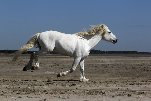卡马尔格马，在海滩上奔跑的种马，法国南部卡马尔格的圣玛丽图片下载