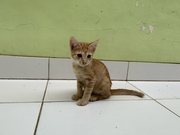 橙色的猫图片下载