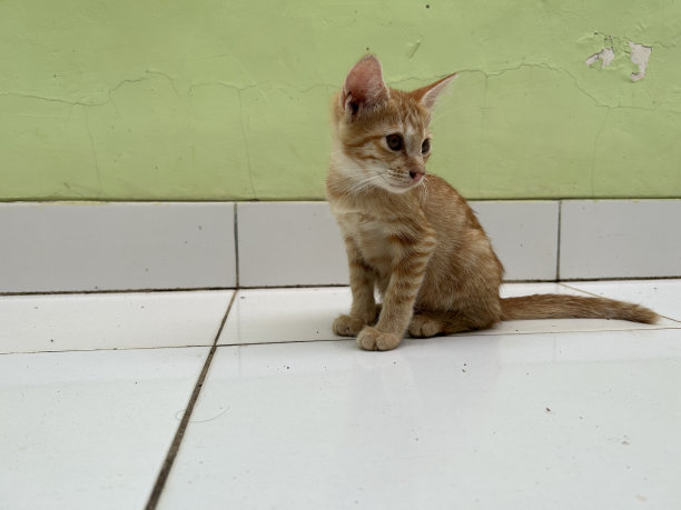 橙色的猫图片下载