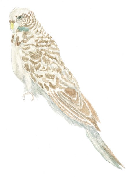 澳大利亚本土鸟，灰色虎皮鹦鹉的绘画图片下载
