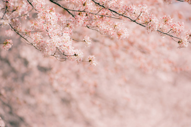 美丽的樱花枝头盛开着美丽的粉红色的樱花迷离的背景图片下载