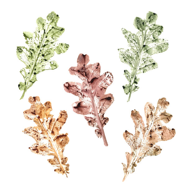 一组秋天的橡树树叶孤立在白色的背景。秋天干树叶的印记，有绿色、棕色、黄色。水彩插图的轮廓海报，纹理，框架，卡片图片下载