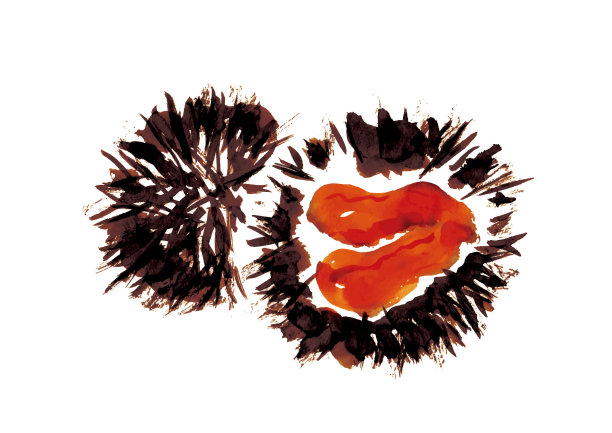 手绘日本式海胆插图图片下载