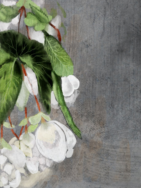 插图的秋海棠植物在一个老式的背景做水彩。图片下载