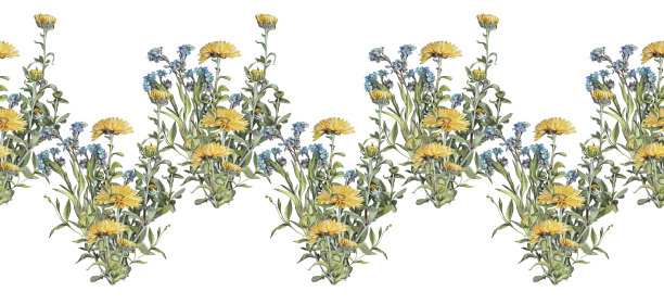 无缝边缘与水彩蒲公英或菊花和忘记我不与树叶隔离在白色的背景。手绘花庆祝卡。用于墙纸或包装的天然边框图片下载