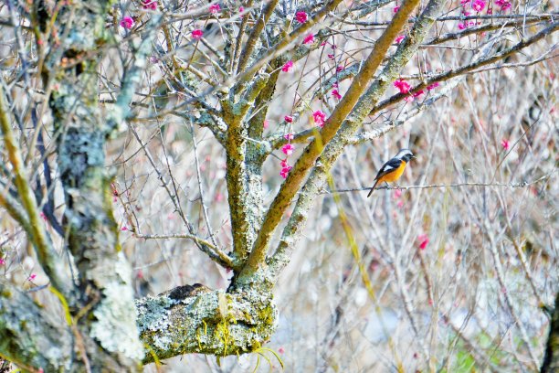 一只美丽的橙色小鸟栖息在红梅枝上，这是一只雄性达斡尔红雀。图片下载