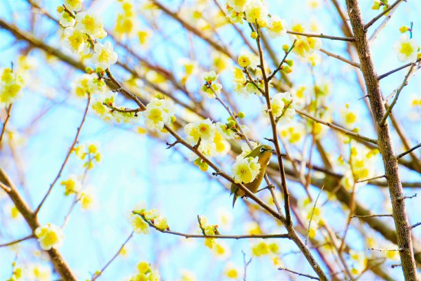 一只可爱的莺色小鸟栖息在一朵以蓝天为背景的白梅花背上，一只白眼图片下载