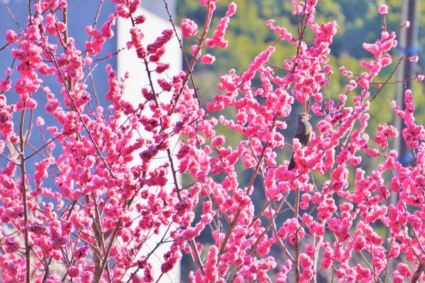 一只山雀栖息在一朵盛开的美丽的粉红色梅花的树枝上，吮吸着花蜜。图片下载