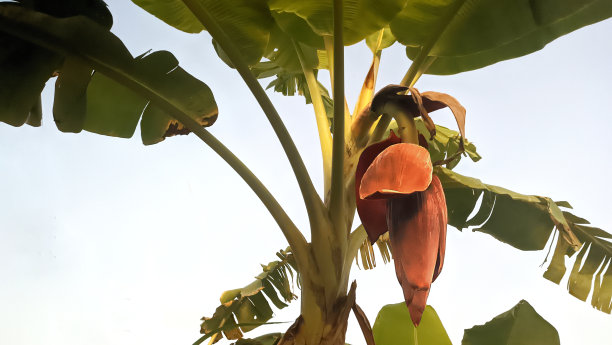 香蕉树的花又叫香蕉心图片下载