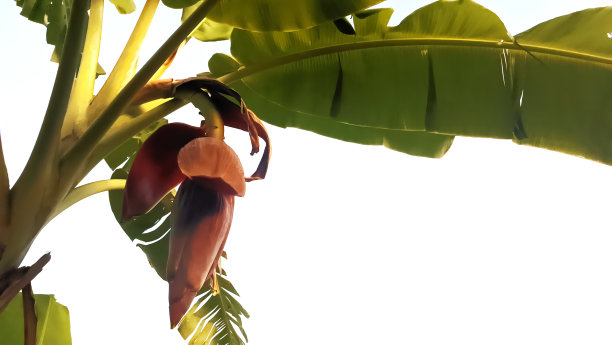 香蕉树的花又叫香蕉心图片下载