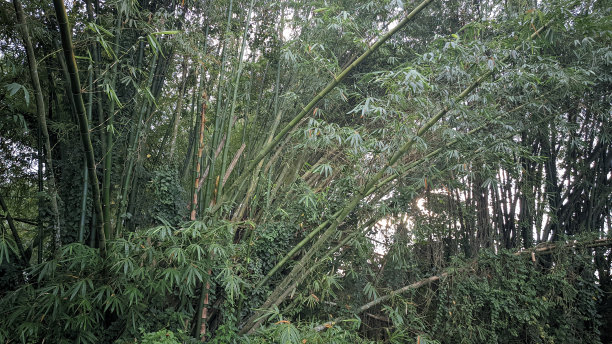 亚洲热带竹林图片下载