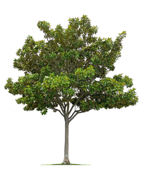 白底上孤立的年轻木兰树图片下载