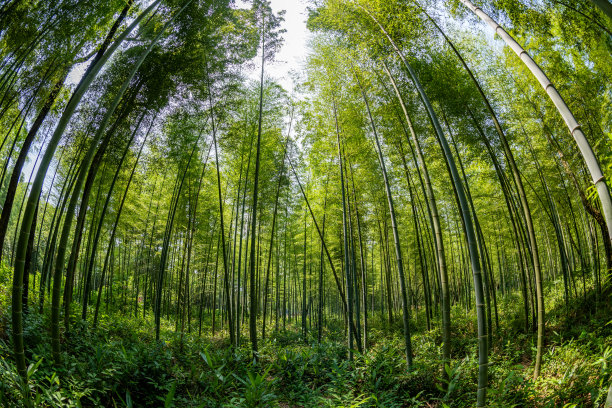 中国青竹林图片下载