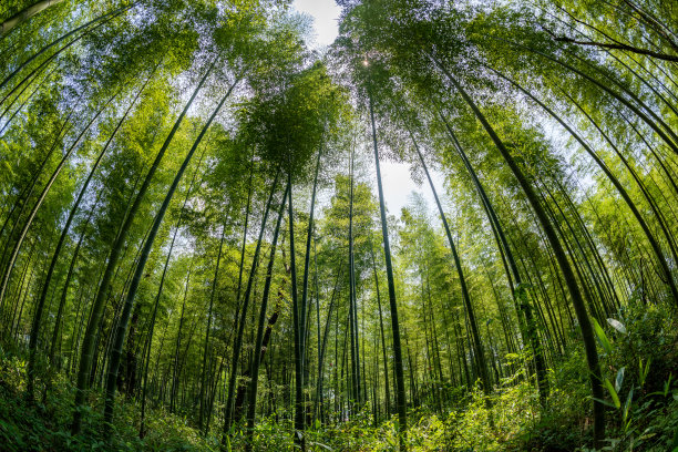 中国青竹林图片下载