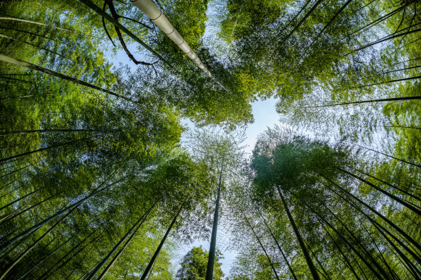 中国青竹林图片下载