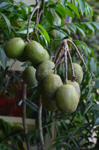 大黄果或阿塔赫特苹果通常也被称为大热李子。在印度尼西亚，它被称为kedondong水果图片下载