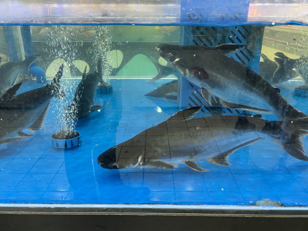 在新加坡鱼市的摊位上展示鱼缸里待售的活鱼的特写图像，重点放在前景图片下载