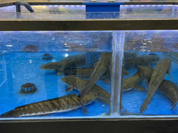 在新加坡鱼市的摊位上展示鱼缸里待售的活鱼的特写图像，重点放在前景图片下载