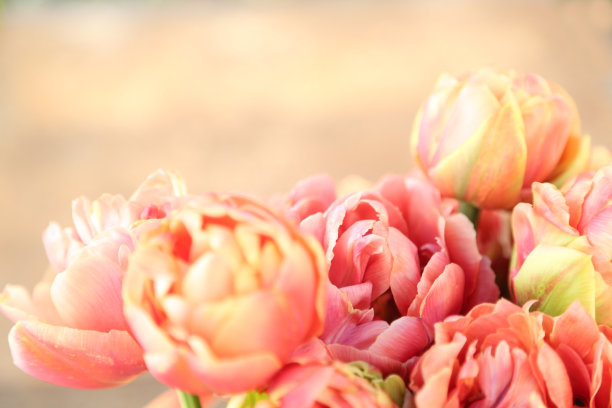 郁金香图片下载