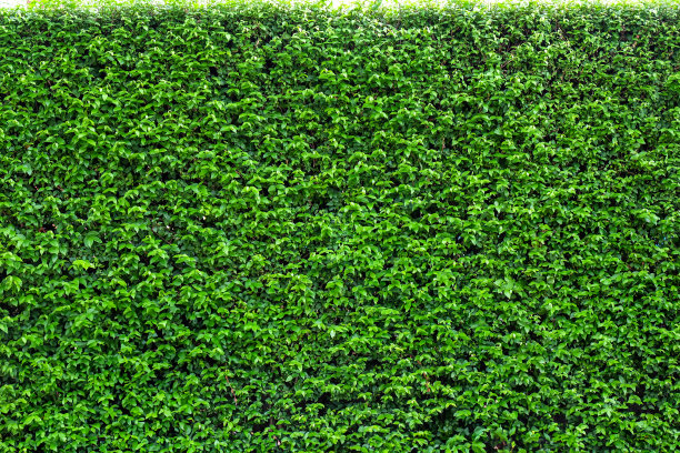 韩国榕树栅栏图片下载