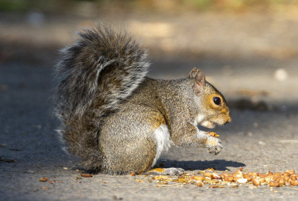 松鼠图片下载