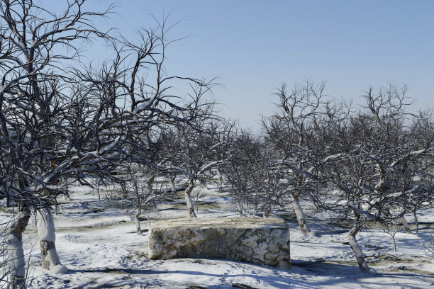 3d渲染冬季场景和自然平台背景，石头平台在雪地上与无叶的树木森林，背景晴朗的天空，用于产品展示，广告，化妆品等图片下载