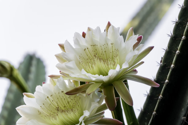 盛开的秘鲁苹果仙人掌或对冲仙人掌或图片下载