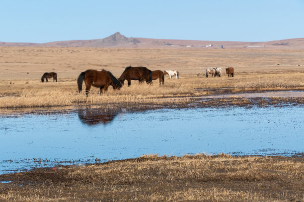 蒙古国中部呼格努-塔尔纳国家公园的野生动物图片下载