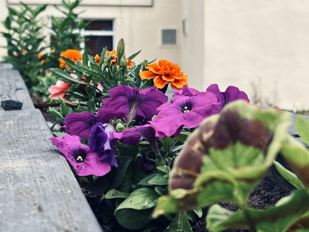 人行道上的花坛图片下载