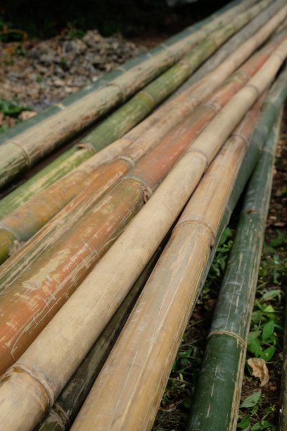 几根干竹竿图片下载