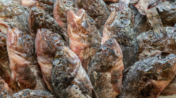 鱼市场上的冰鱼。市场摊位上的一组生鲜鱼。海鲜的概念。高角度视角。图片下载