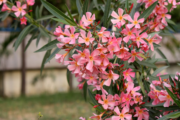 薰衣草粉色夹竹桃花(夹竹桃Nerium Oleander)带叶子:(图片来源:Sanjiv Shukla)图片下载