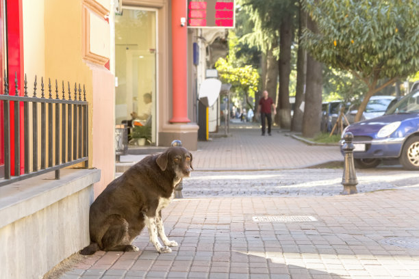 一只老狗坐在一家小商店的门廊旁，等待着它的主人图片下载