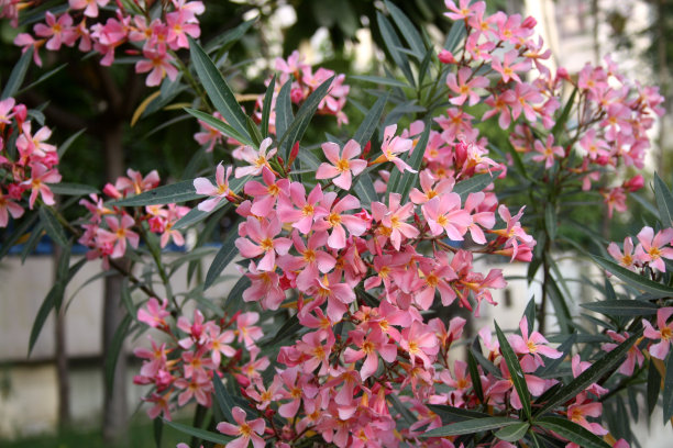 薰衣草粉色夹竹桃花(夹竹桃Nerium Oleander)带叶子:(图片来源:Sanjiv Shukla)图片下载